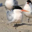 Elegant Tern